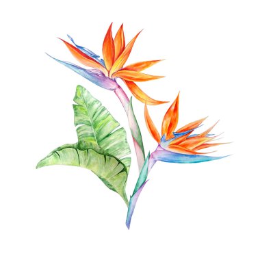 Suluboya tropik çiçekler