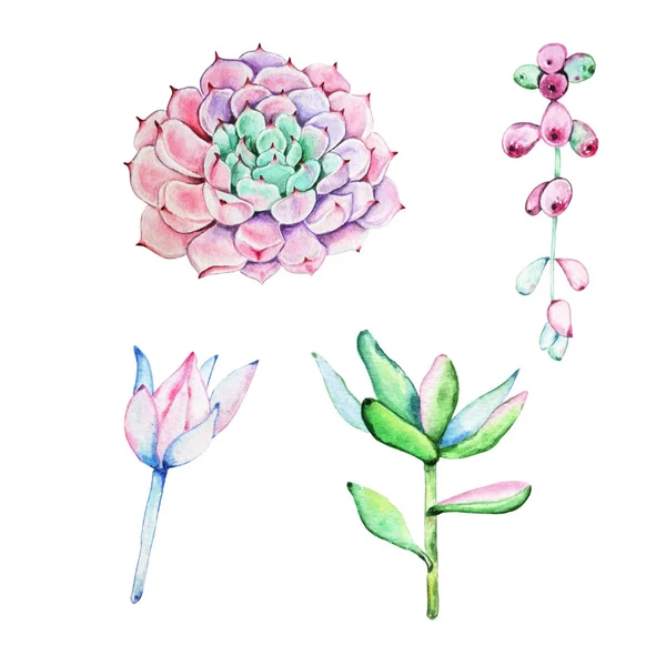 Akvarell szett succulent2 — Stock Fotó