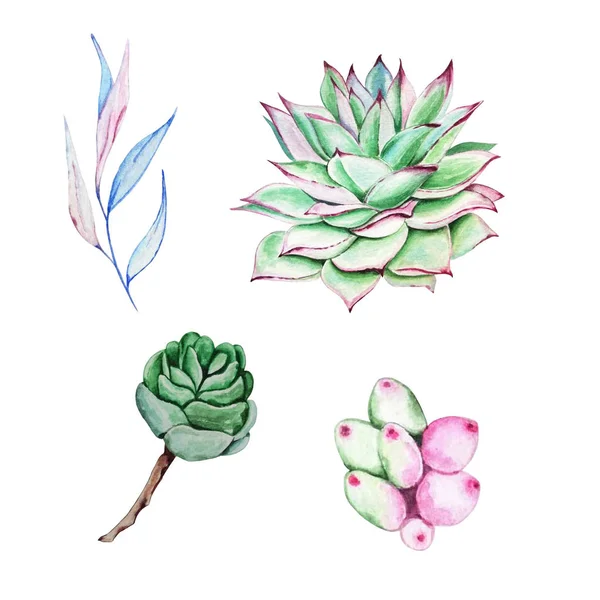 Набір акварельних succulent4 — стокове фото