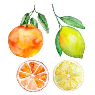 suluboya egzotik parlak tropikal meyve beyaz arka grubunda izole