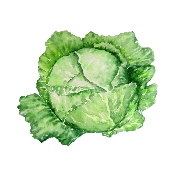 白地に葉を分けて水彩緑キャベツの野菜 — ストック写真