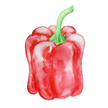 suluboya büyük el çizimi kırmızı biber beyaz zemin üzerinde ayrık