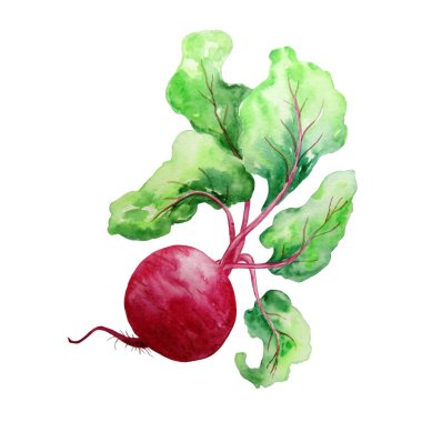 suluboya parlak pancarlar ve yeşil yapraklar beyaz bir sırtüstü