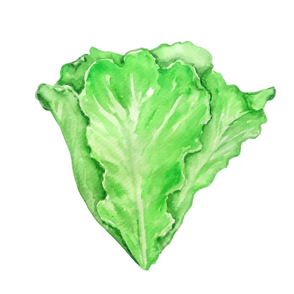 Watercolor Green Lettuce Leaves White Backgroun — Stock Photo, Image