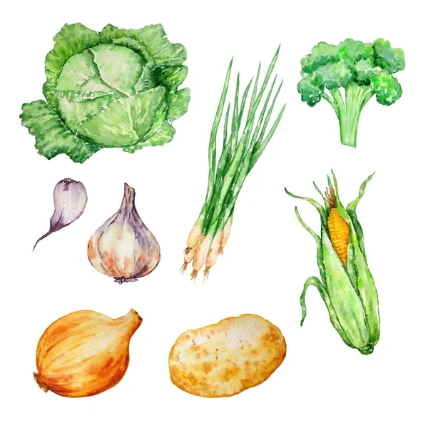 水彩画使蔬菜绿色 白色背景 — 图库照片