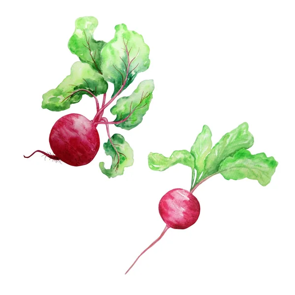 Aquarellset Rote Gemüserüben Und Radieschen Mit Grünen Blättern Auf Weißem — Stockfoto