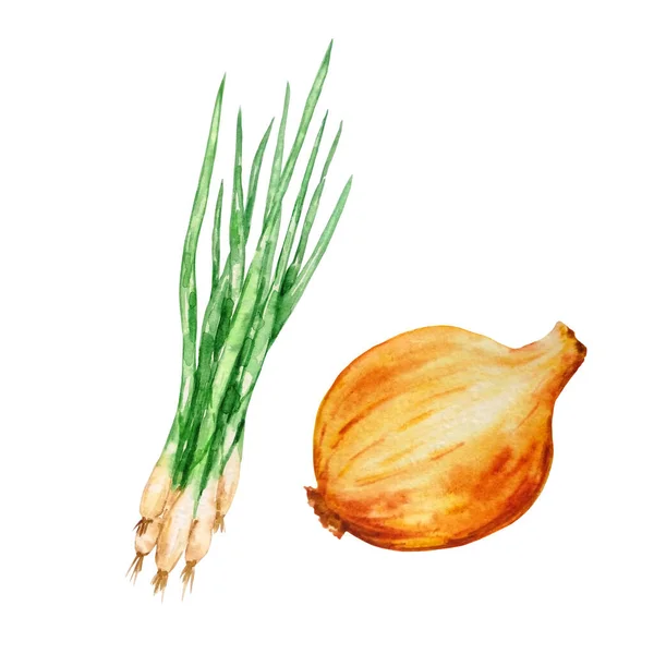 水彩画把蔬菜 黄洋葱和绿洋葱放在白色的背景上 — 图库照片