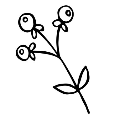 Küçük yuvarlak böğürtlenli dal