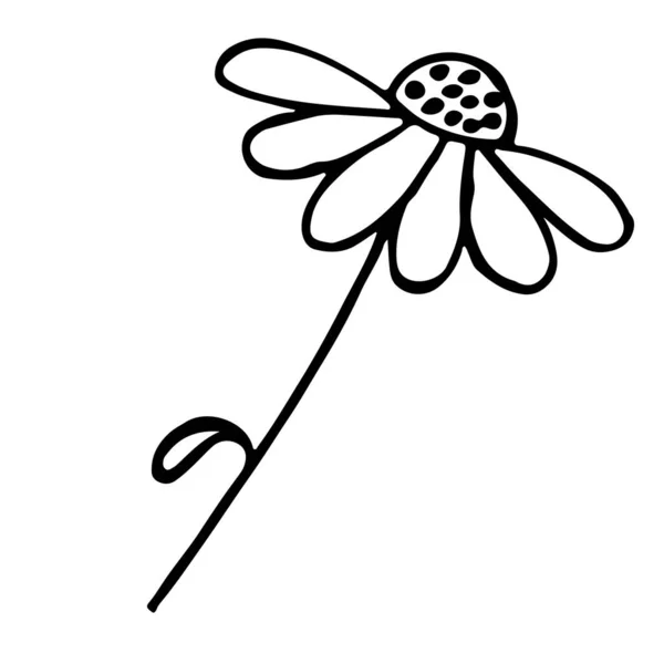 Χαμομήλι Λουλούδι Ένα Κλαδί Φύλλα — Διανυσματικό Αρχείο
