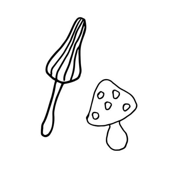 Hand Drawn Poisonous Mushrooms Illustration — Stock Vector