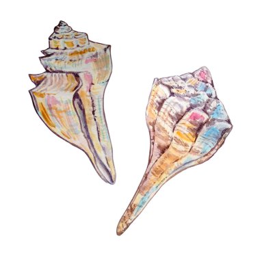 İki farklı renkte suluboya deniz kabuğu.