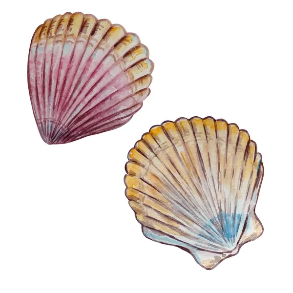 Duas Conchas Multicoloridas Aquarela Forma Diferente — Fotografia de Stock