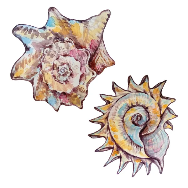 Two Watercolor Multicolored Seashells Different Shape — Stock Photo, Image