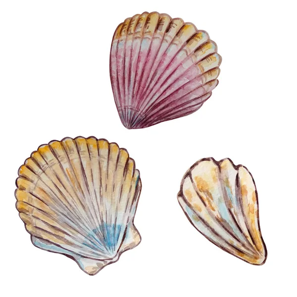 Set Three Watercolor Multicolored Seashells Different Shape — Stock Photo, Image