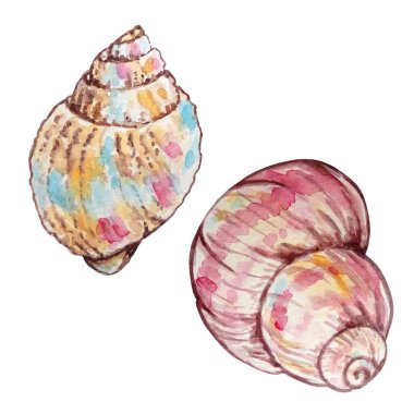 İki farklı renkte suluboya deniz kabuğu.