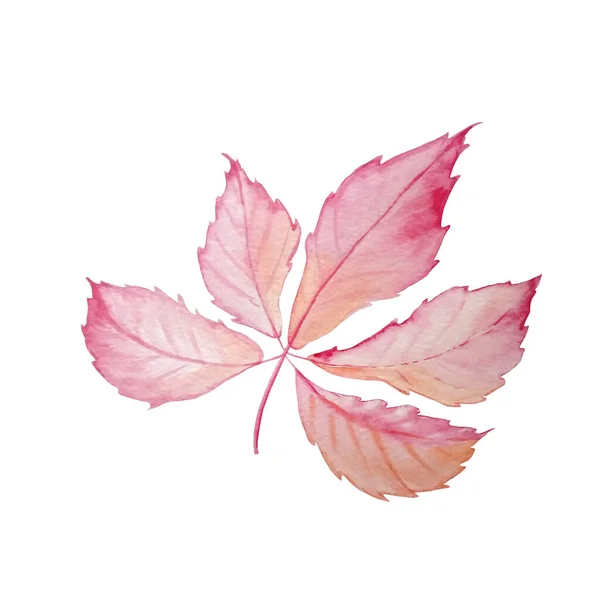 Aquarel Herfst Roze Blad — Stockfoto