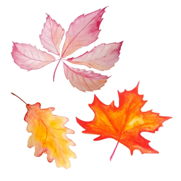 Akvarel Sada Tří Podzimních Listů Oranžová Jasná Růžová — Stock fotografie