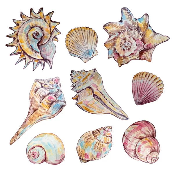 Set Watercolor Multicolored Seashells Different Shape — Stock Vector