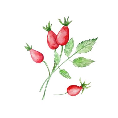 böğürtlenli suluboya illüstrasyon dalı ve yeşil yapraklı dal