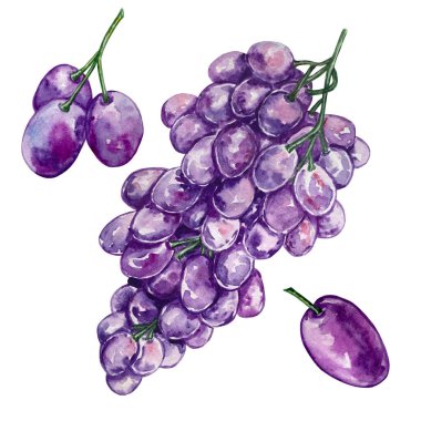 Suluboya el çizimi geniş üzüm ve üzümleri ayrı ayrı mora boyamış.