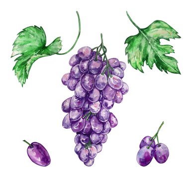 suluboya el çizimi büyük bir demet üzüm ve ayrı ayrı mor üzümler ve iki büyük yeşil yaprak
