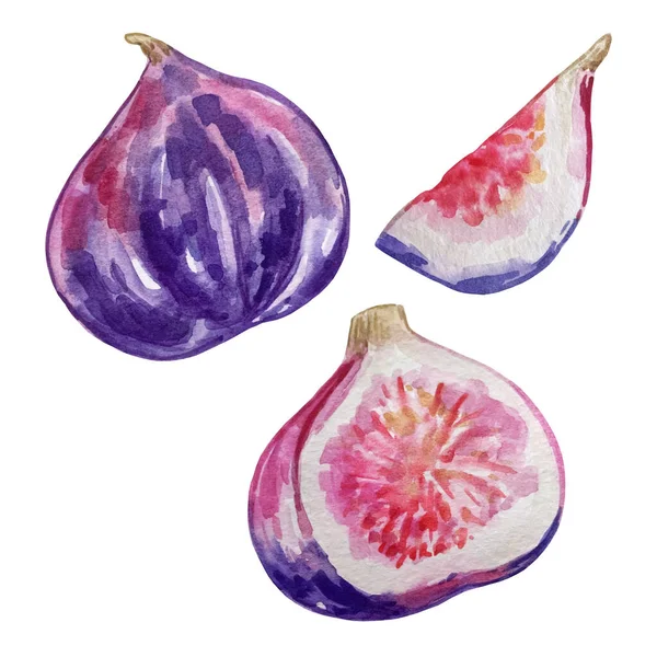 Watercolor Set Figs Pink Purple — Stock Photo, Image