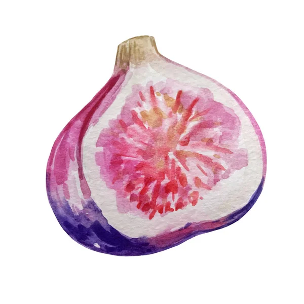 Watercolor Figs Half Pink Purple — Stock Photo, Image