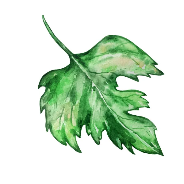 Акварельний Зелений Ізольований Великий Лист Винограду — стокове фото