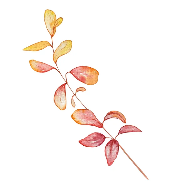 Akwarela Ilustracja Odizolowany Obraz Jesień Gałąź Żółty Pomarańczowy Czerwony Liście — Zdjęcie stockowe