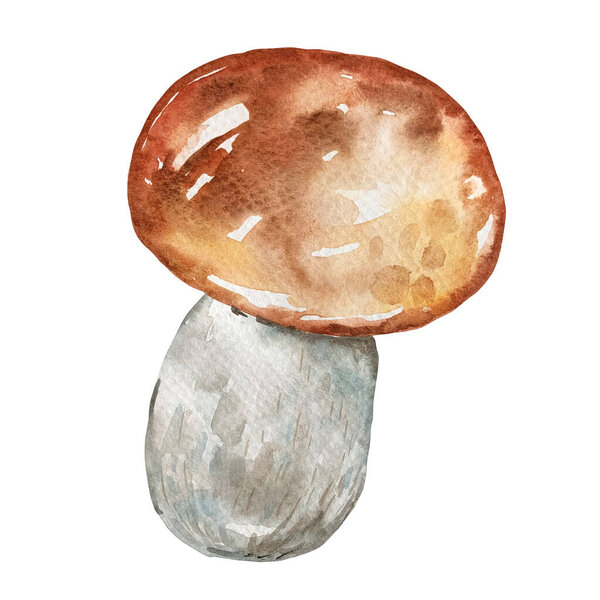 watercolor illustration isolated image mushroom edible