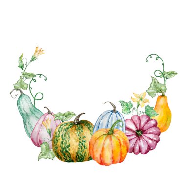 Balkabaklı suluboya sonbahar çelengi. Beyaz arka planda yaprakları ve çiçekleri olan parlak balkabakları. Tasarım için botanik illüstrasyon.