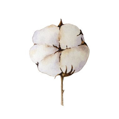 Beyaz üzerine el yapımı suluboya pamuk. Beyaz üzerine izole edilmiş güzel pamuk bitkisi dalı. Zarif pamuk topları