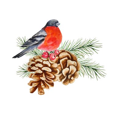 Suluboya ispinozu, çam ağacı dalında kozalak ve böğürtlenlerle durur. Beyaz arka planda kuş ve çoban üzümü ile el boyaması kış çizimi. Tasarım için şölen baskısı. Noel kartı.