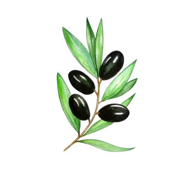 Yapraklı ve zeytinli suluboya zeytin dalı. Bir dalda siyah zeytin. Tasarım, baskı, kumaş ya da arkaplan için beyaz arkaplanda el boyası resimleme.