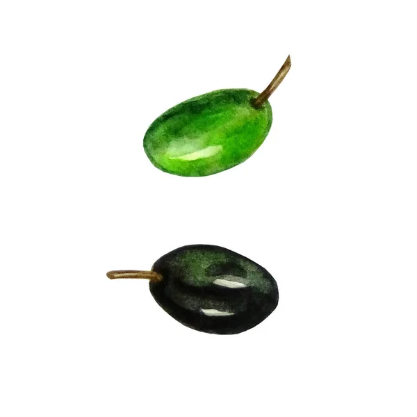 Akvarell Zöld Fekete Olajbogyó Kézzel Festett Illusztráció Elszigetelt Fehér Háttér — Stock Fotó