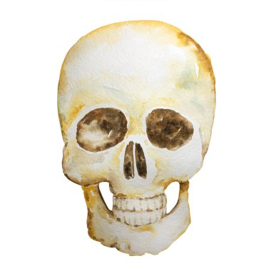 insan kafatası anatomisinin suluboya çizimi. Çiçeklerin rengi. Kapak, etiket, web sitesi, illüstrasyon, poster, tasarım.