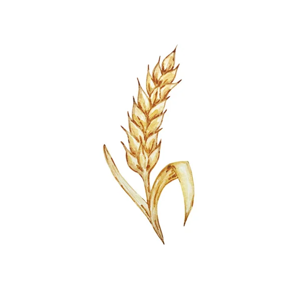 黑麦产品水彩画 白色背景上喷涂的孤立的天然有机新鲜生态食品 — 图库照片