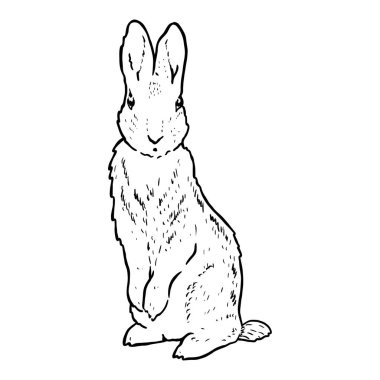 Sanat tarzında Peter Rabbit, tasarım ve baskı için klasik resimli çocuk kitabı karakteri.