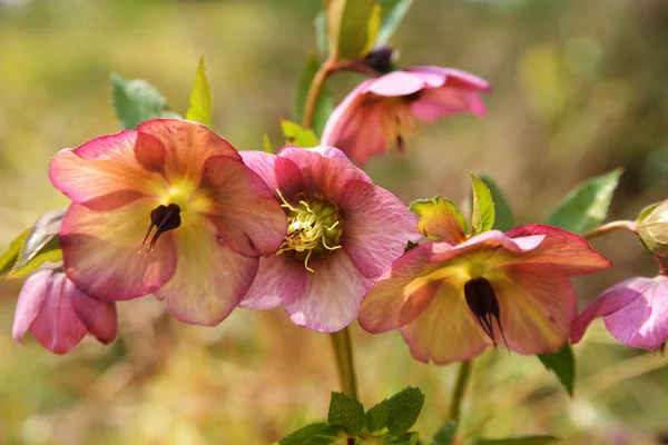 Květ Fialový Čemeřice Image — Stock fotografie