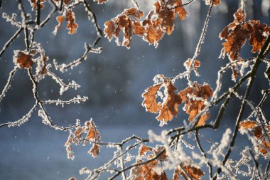 Ağaçlar donmuş yaprakları