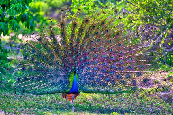 Tavus kuşu tüyleri renkli muhteşem forma ile gösterir kuyruğunu onun tavuskuşu için Bayan Yala Nationalpark tropikal tarihinde Sri Lanka Hint Okyanusu'nda bir jeep safari turu sırasında ada