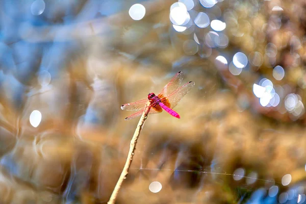 pembe renkli yusufçuk bir dal Yala Nationalpark tropikal Tarih içinde oturuyor Sri Lanka Hint Okyanusu'nda bir jeep safari turu sırasında ada