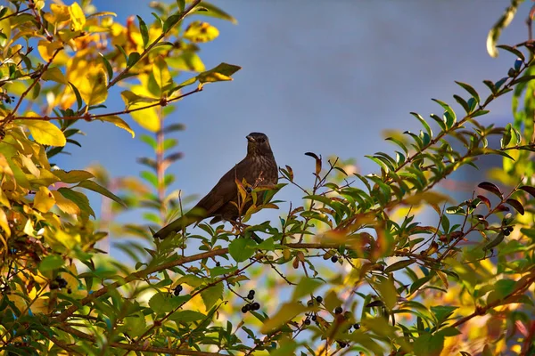 Brun Fågel Sitter Ett Träd Och Undersöker Vackra Landskap Tropiskt — Stockfoto