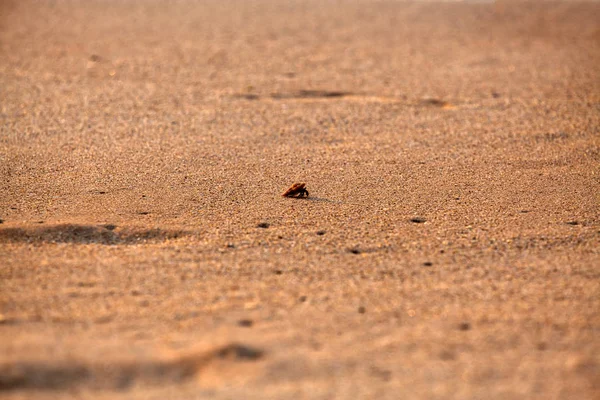 Onun yolu üzerinde vahşi kumlu plajda Hint Okyanusu üzerinde büyüleyici tropikal Asya'da ada için Sri Lanka biraz küçük Yalnızcıl Yengeç arıyor