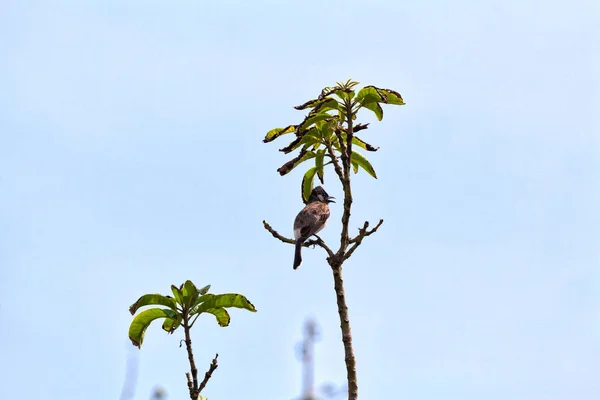 Röd Vented Bulbul Ett Exotiskt Fågel Sitter Kvist Asien Den — Stockfoto