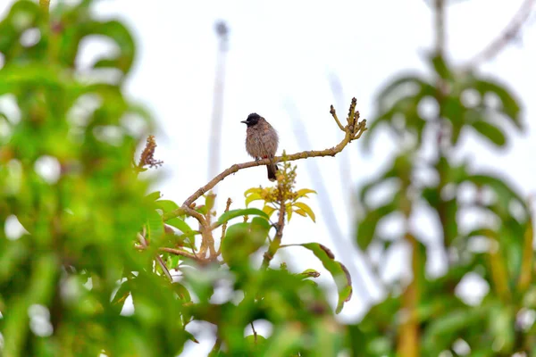 Bulbul Vermelho Ventilado Pássaro Exotically Está Sentado Galho Ásia Ilha — Fotografia de Stock