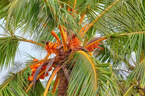 A coconut palm tree with luminous orange colored King Coconuts is standing in a tropical landscape on the fascinating tropical island Sri Lanka