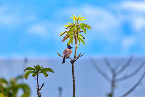 Bulbul Vermelho Ventilado Pássaro Exotically Está Sentado Galho Ásia Ilha — Fotografia de Stock