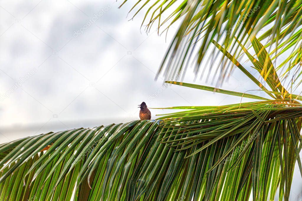 A red-vented bulbul, an exotically bird, is sitting on a twig in Asia on the fascinating tropical island Sri Lanka