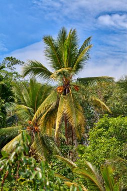 Bir Hindistan cevizi palmiye ağacı Kral hindistancevizi büyüleyici tropik tropikal bir manzaraya duruyor parlak turuncu renkli ada Sri Lanka